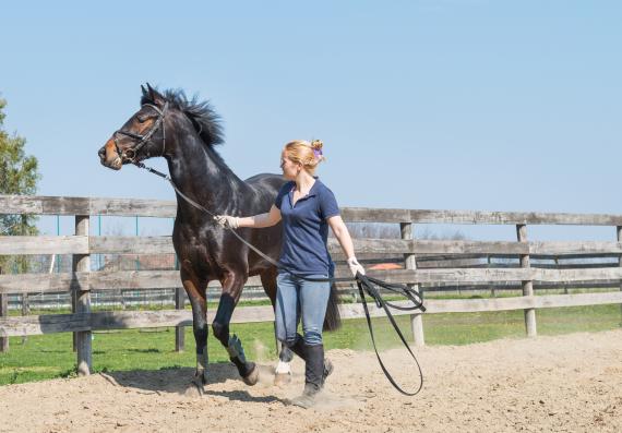 dressage de cheval