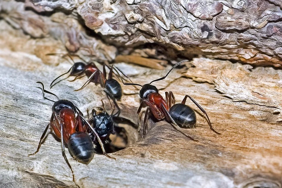 Fourmis charpentières : nos conseils pour les éliminer